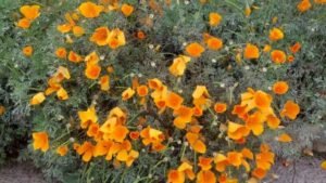 California poppies