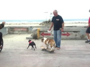Floyd the PB Youtube skateboarding K9