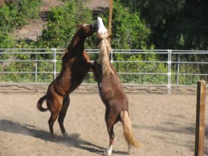 Laughing Pony Rescue, buddys playing every morning