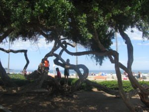 La Jolla Shores twisted trees
