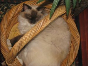 Coconut