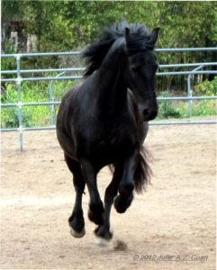 Friesian Gretchen
