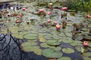 waterlilies Mission