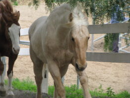 Celia's Ranch: another rescue , rehabilitation and new home